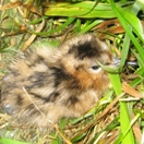 Jonge Grutto nog in het nest