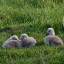 Jonge Knobbelzwanen