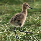 Jonge Grutto in gemaaid gras