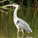 Blauwe Reiger