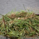 Meerkoetnest in de Boksleat bij Oldeboorn.