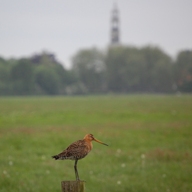 Grutto of Skries op dampaal bij de Fjurlannen op de achtergrond de kerktoren van Oldeboorn