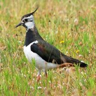 Vanellus vanellus, Kievit of Ljip in grasland