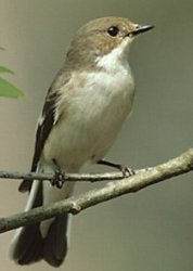 Bonte vliegenvanger de bewoner vav dit type nestkast