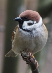 Ringmus de bewoner vav dit type nestkast