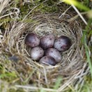 Nest van veldleeuwerik