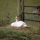 Zwaan op nest bij Aldeboarn.