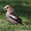 Appelvink