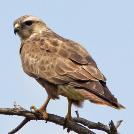 Buizerd