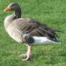 Grauwe Gans