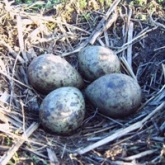 Nest van wulp in de landerijen van Jan de Kam