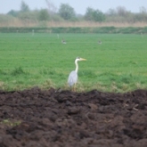 Blauwe reiger nabij de Deelen.