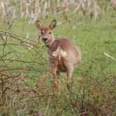 Ree in maisveld van Teye Altenburg