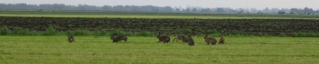 Hazen in het voorjaar